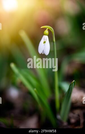 Schneeglöckchen oder gewöhnlicher Schneeglöckchen (Galanthus nivalis) blühen im Wald mit warmem Sonnenschein im Frühling. Die ersten Blumen der Frühjahrssaison sind Bloo Stockfoto