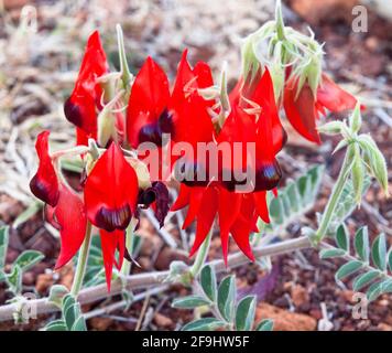 Sturts Desert Pea (Swainsona formosa), Millstream Chichester National Park, Westaustralien Stockfoto