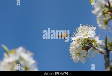 Honigbiene und Damson Blume. Stockfoto