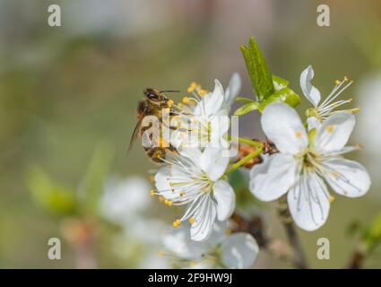 Honigbiene und Damson Blume. Stockfoto