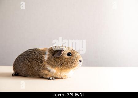 Schönes Meerschweinchen, das die Kamera anstarrt und posiert. Inländisches Meerschweinchen Stockfoto