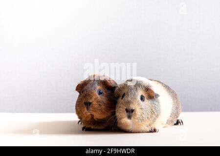 Schönes Meerschweinchen, das die Kamera anstarrt und posiert. Inländisches Meerschweinchen Stockfoto