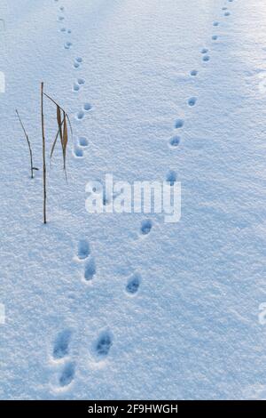 Rotfuchs (Vulpes vulpes). Spuren im Schnee auf einer Eisfläche. Deutschland Stockfoto