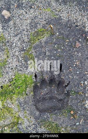 Altweltbadger (Meles meles), Fußabdruck im Sand. Deutschland Stockfoto