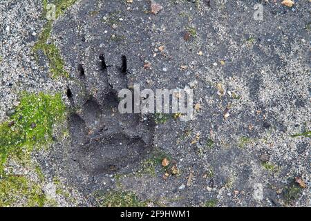 Altweltbadger (Meles meles), Fußabdruck im Sand. Deutschland Stockfoto