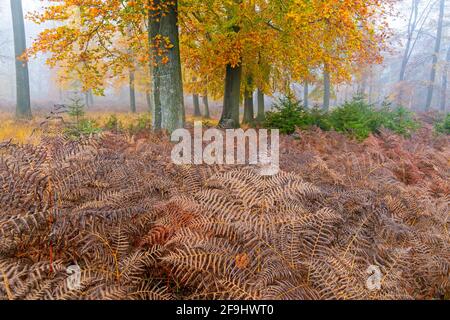 Bracken (Pteridium aquilinum) in einem Buchenwald november. Schleswig-Holstein, Deutschland Stockfoto