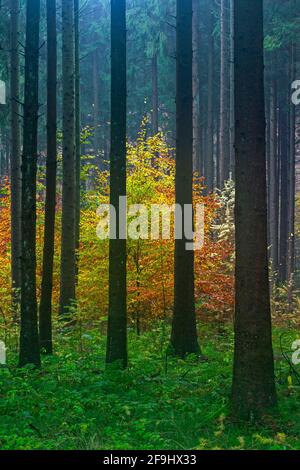 Gemeine Buchen (Fagus sylvatica) zwischen Fichten im Herbst. Schleswig Holstein, Deutschland Stockfoto