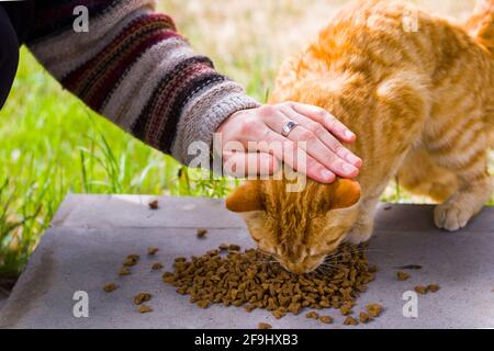 Katze mit Katzenfutter, Essprozess, Ingwer-Katze Stockfoto