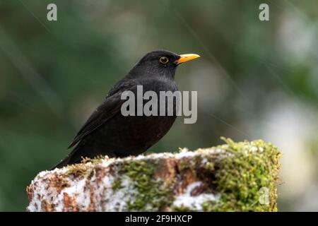 Eurasische Amsel (Turdus merula). Männchen steht im Winter auf einem Baumstumpf. Deutschland Stockfoto