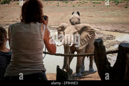 Weibliche Besucher beobachten Elefanten von Deck Robin Pope Luangwa Safari Haus, riesigen männlichen afrikanischen Elefanten (Loxodonta africana). South Luangwa National Park, Mfuwe, Sambia, Afrika Stockfoto