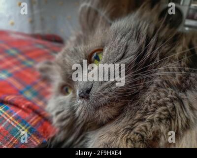 Porträt einer grauen Katze, die auf einem roten karierten Kissen liegt. Das 14-jährige weibliche Tier ruht. Langhaarige Mischlingshund. Selektiver Fokus auf dem Stockfoto