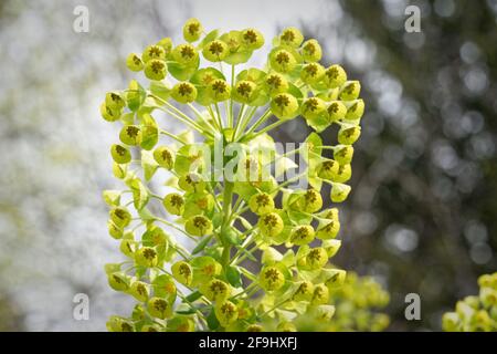 Eforbia characias L, blühender mediterraner Spuß vor verschwommenem Hintergrund Stockfoto