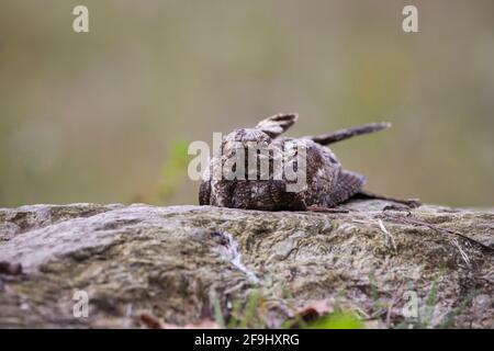 Europäischer Nachtschwalbe (Caprimulgus europaeus), gut getarnt auf dem Boden. Stockfoto