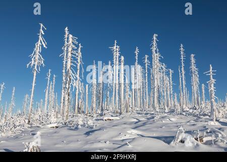 Landschaft mit toten Bäumen im Winter auf dem Dreisesselberg. Bayerischer Wald, Bayern, Deutschland Stockfoto