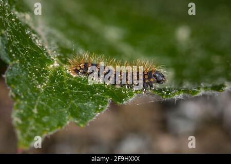 Riesige Pfauenmuth (Saturnia pyri). Raupe auf einem Blatt. Deutschland Stockfoto