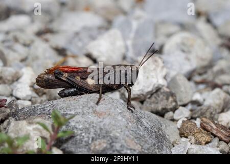 Rassel Grasshopper (Psophus stridulus). Männchen auf einem Felsen. Bayern, Deutschland Stockfoto