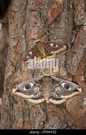 Kleine Kaisermote (Saturnia pavonia). Paar auf Rinde. Deutschland Stockfoto