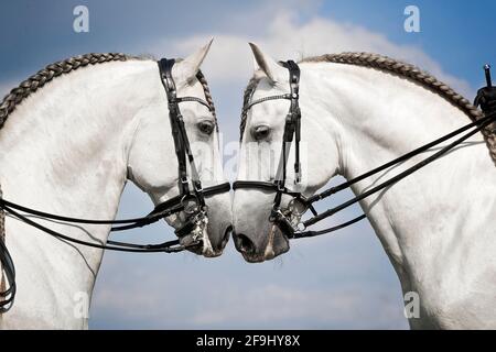 Reines Spanisches Pferd, Andalusisch. Porträt zweier grauer Hengste mit Tack. Deutschland Stockfoto