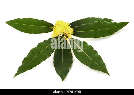 Laurel Branch mit Blumen isoliert auf weißem Stockfoto