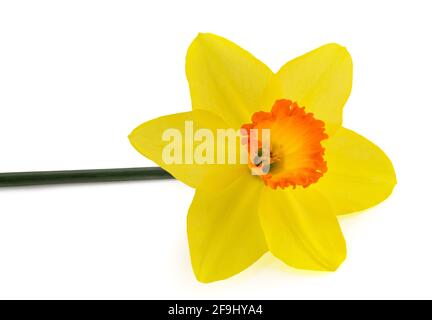 Gelbe Daffodil Blume isoliert auf weißem Hintergrund Stockfoto
