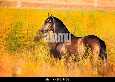 Paso Fino. Junghengst auf einem Spargelfeld. Deutschland Stockfoto