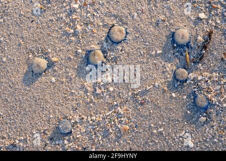 Ein Nahaufnahme-Bild von blauen Quallen, die im Sommer am Sandstrand in Thailand ausgewaschen werden. Stockfoto
