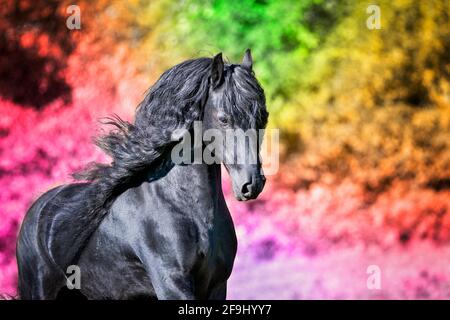 Friesisches Pferd. Der Hengst Gradus vor Regenbogenfarben. Schweiz Stockfoto