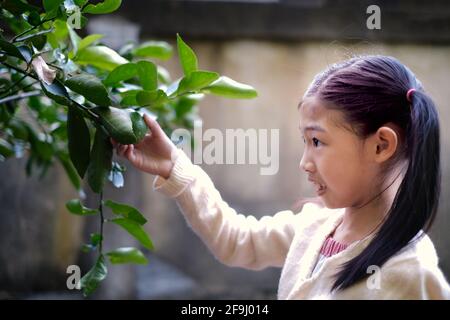 Ein süßes junges asiatisches Mädchen pflückt in ihrem Garten grüne Limettenfrüchte vom Baum, damit ihre Mutter ihr Abendessen kochen kann. Stockfoto