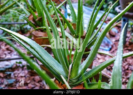 Reihen von Aloe Vera Pflanze in keramischen Töpfen in einem Garten, bereit zur Ernte. Stockfoto