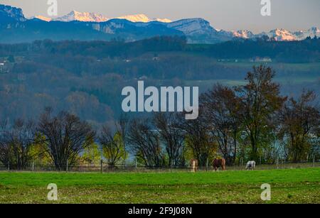 Panoramablick auf das Tal mit faszinierendem Blick auf schneebedeckte Berge, Weideland und Tiere von Faverges, Frankreich Stockfoto