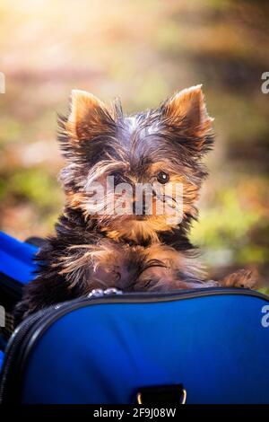 Yorkshire Terrier. Welpe in einem blauen Beutel. Deutschland Stockfoto