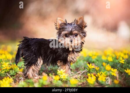 Yorkshire Terrier. Welpe steht auf einer Wiese mit blühendem Winterakonit. Deutschland Stockfoto