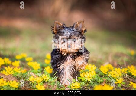 Yorkshire Terrier. Welpe läuft auf einer Wiese mit blühendem Winterakonit. Deutschland Stockfoto