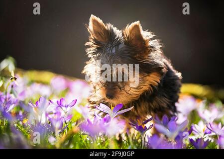 Yorkshire Terrier. Welpe schaut auf blühenden Crocus. Deutschland Stockfoto