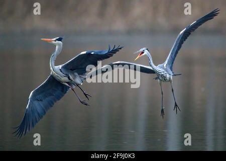 Graureiher (Ardea cinera). Erwachsene kämpfen über dem Wasser. Deutschland Stockfoto