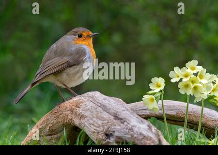 Robin (Erithacus rubecula). Erwachsener, der auf einer Wurzel sitzt, neben dem blühenden echten Oxlip (Primula elatior). Österreich Stockfoto