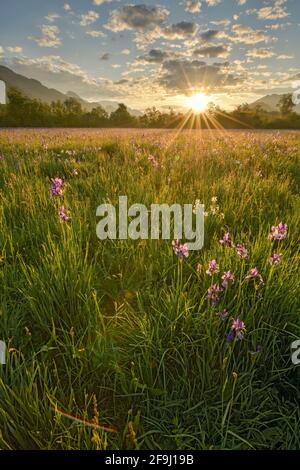 Wiese mit weißen Narzissen (Narcissus radiiflorus) und sibirischer Iris (Iris sibirica), bei Sonnenaufgang. Steiermark, Österreich... Stockfoto