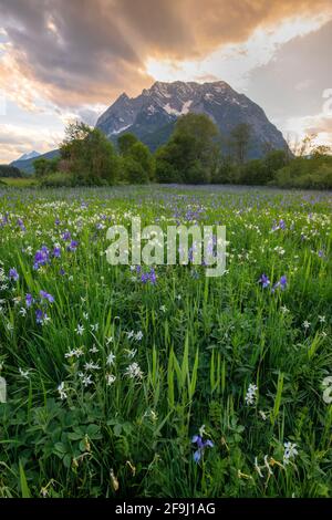 Wiese mit weißen Narzissen (Narcissus radiiflorus) und sibirischer Iris (Iris sibirica), bei Sonnenaufgang, mit dem Berg Grimming dahinter. Steiermark, Österreich... Stockfoto