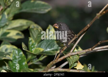 Großer Bodenfink, Puerto Ayora, Santa Cruz, Galapagos, November 2014 Stockfoto