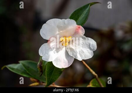 Kamelie 'Cornish Snow' (saluensis x cuspidata) eine winterfrühlingsblühende Strauchpflanze mit einer weißen Frühlingsblume, Stockfoto Stockfoto