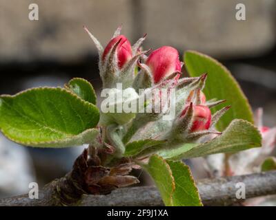 James Greaves Apfelblüte Stockfoto