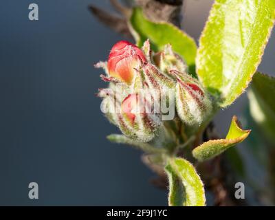 James Greaves & Katy Apple Blossom Knospen Stockfoto