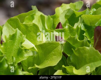 Salat-Ernte Stockfoto