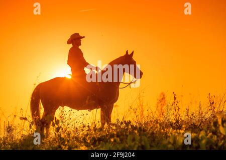 American Quarter Horse. Reiter auf Western Horse, Silhouette gegen einen bunten Abendhimmel stehen. Italien Stockfoto