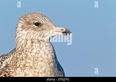 Heringmöwe (Larus argentatus). Porträt eines jungen Vogels im ersten Wintergefieder. Deutschland Stockfoto