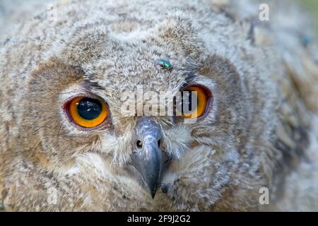 Uhu (Bubo bubo), Porträt der Jugendlichen. Deutschland Stockfoto