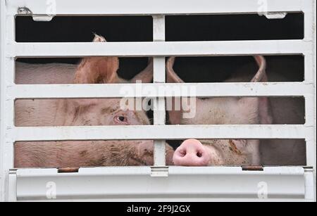 19. April 2021, Brandenburg, Letschin: Mastschweine von Landwirt Karsten Ilse werden am frühen Morgen in einem LKW zum Transport zum Schlachthof gesehen. Aufgrund der problematischen Situation für Schweinehalter in den ASF-Sperrzonen hat Landwirt Karsten Ilse nach 24 Jahren seine Mastschweinhaltung aufgegeben. Ilse lud heute Morgen als einer der wenigen Schweinehalter im Landkreis Märkisch-Oderland seine letzten 36 Mastschweine ein und schickte sie auf ihre letzte Reise nach Kellinghusen. Der Schlachthof in Schleswig-Holstein ist der einzige, der Hausschweine aus der ASP-Beschränkung schlachten will Stockfoto
