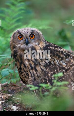 Eurasische Eule (Bubo bubo). Ewlet steht auf dem Waldboden. Deutschland. Stockfoto