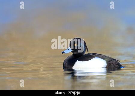 Getuftete Ente (Aythya fuligula). Drake im Zuchtgefieder auf Wasser. Deutschland Stockfoto