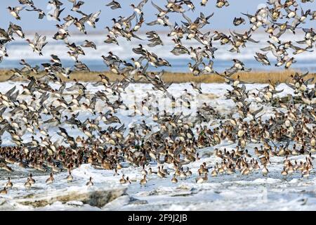 Eurasisches Wigeon (Anas penelope). Flock im Flug an der deutschen Nordseeküste. Deutschland Stockfoto